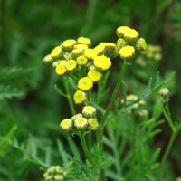 Rainfarn (Tanacetum vulgare) Bio Saatgut