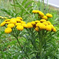 Rainfarn (Tanacetum vulgare) Bio Saatgut