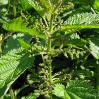 Große Brennnessel (Urtica dioica) Bio Saatgut