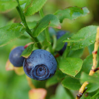 Heidelbeere / Blaubeere (Vaccinium myrtillus) Bio Saatgut