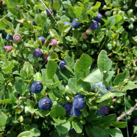 Heidelbeere / Blaubeere (Vaccinium myrtillus) Bio Saatgut
