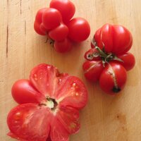 Reisetomate (Solanum lycopersicum) Bio Saatgut