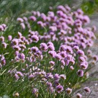 Strand-Grasnelke (Armeria maritima) Samen