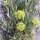 Meerfenchel (Crithmum maritimum) Samen