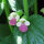 Immenblatt (Melittis melissophyllum)  Samen