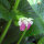 Immenblatt (Melittis melissophyllum)  Samen