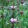 Knollen-Brandkraut (Phlomoides tuberosa) Samen