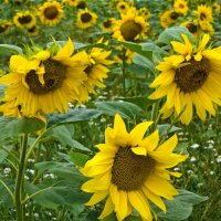 Sonnenblume (Helianthus annuus) Bio