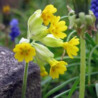 Echte Schlüsselblume (Primula veris) Bio Saatgut