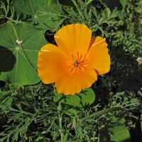 Kalifornischer Goldmohn (Eschscholzia californica) Bio...