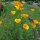 Kalifornischer Goldmohn (Eschscholzia californica) Bio Saatgut