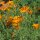 Kalifornischer Goldmohn (Eschscholzia californica) Bio Saatgut