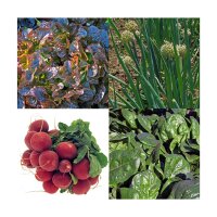 Balkonkasten-Gemüse (Bio) - Samen-Geschenkset