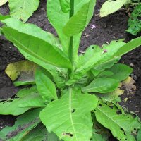 Waldtabak / Bergtabak (Nicotiana sylvestris) Bio Saatgut