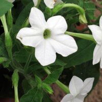 Waldtabak / Bergtabak (Nicotiana sylvestris) Bio Saatgut