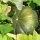 Muskatkürbis Muscade de Provence (Cucurbita moschata) Bio Saatgut
