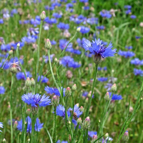 Wilde Kornblume / Zyane (Centaurea cyanus) Bio Saatgut