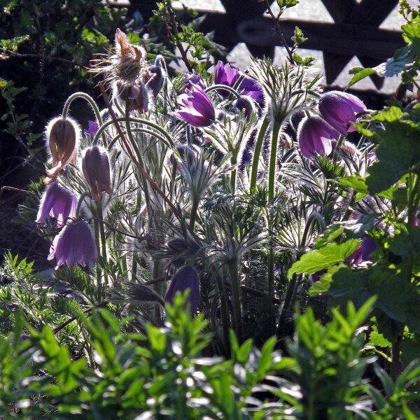 Gewöhnliche Küchenschelle / Kuhschelle (Pulsatilla vulgaris) Bio Saatgut