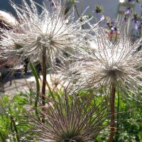 Gewöhnliche Küchenschelle / Kuhschelle (Pulsatilla vulgaris) Bio Saatgut