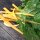 Gelber Mangold Selektion Sunset (Beta vulgaris ssp.vulgaris) Bio Saatgut