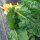 Gelber Mangold Selektion Sunset (Beta vulgaris ssp.vulgaris) Bio Saatgut