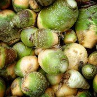 Kohlrübe Gelbe aus Friesland (Brassica napus subsp....