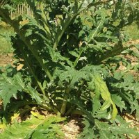 Cardy / Spanische Artischocke (Cynara cardunculus) Bio Saatgut