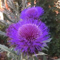 Cardy / Spanische Artischocke (Cynara cardunculus) Bio Saatgut