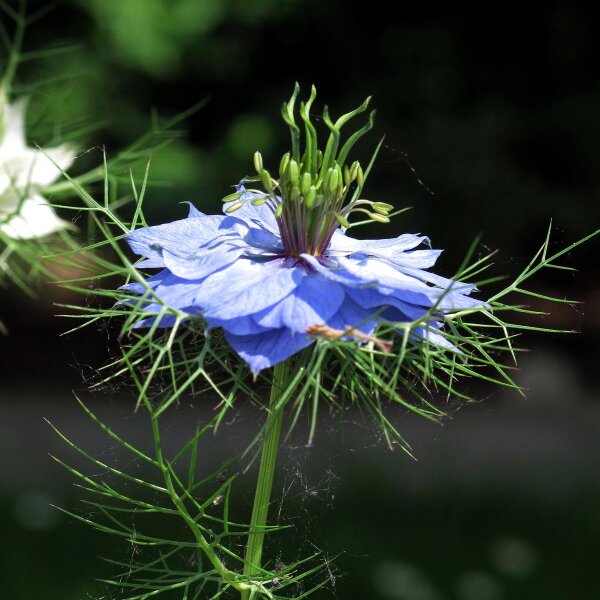 Jungfer im Grünen (Nigella damascena) Bio Saatgut