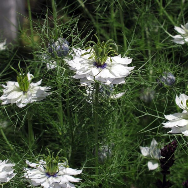 Jungfer im Grnen (Nigella damascena) Bio Saatgut