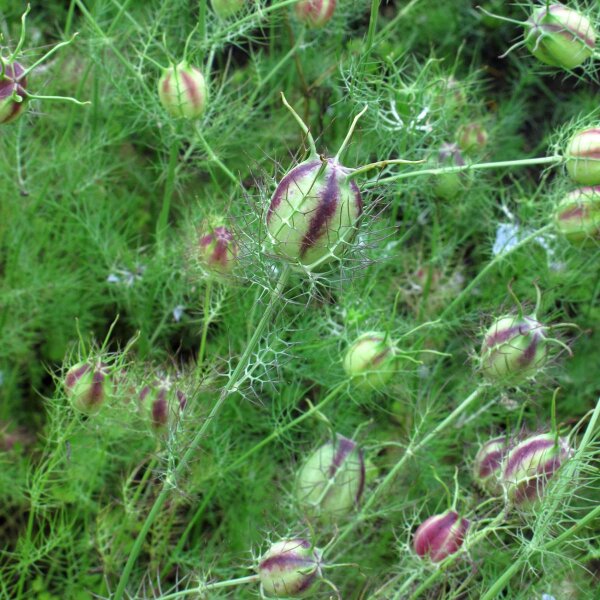 Jungfer im Grnen (Nigella damascena) Bio Saatgut