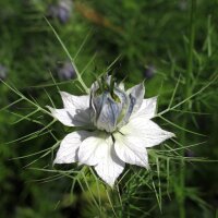 Jungfer im Grünen (Nigella damascena) Bio Saatgut