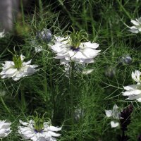 Jungfer im Grünen (Nigella damascena) Bio Saatgut