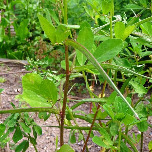 Bockshornklee (Trigonella foenum-graecum) Bio Saatgut