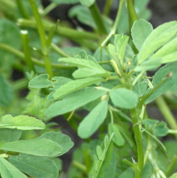 Bockshornklee Bio Saatgut  Trigonella foenum-graecum