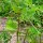 Bockshornklee (Trigonella foenum-graecum) Bio Saatgut