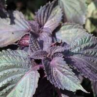 Roter Shiso (Perilla frutescens var. purpurascens) Samen