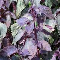 Roter Shiso (Perilla frutescens var. purpurascens) Samen