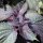 Roter Shiso (Perilla frutescens var. purpurascens) Samen
