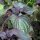 Roter Shiso (Perilla frutescens var. purpurascens) Samen