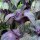 Roter Shiso (Perilla frutescens var. purpurascens) Samen
