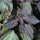 Roter Shiso (Perilla frutescens var. purpurascens) Samen