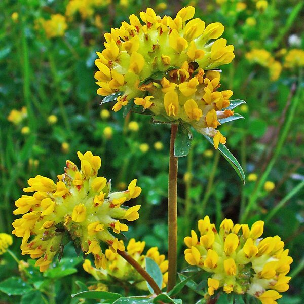 Echter Wundklee (Anthyllis vulneraria) Samen