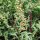 Gewöhnlicher Beifuß (Artemisia vulgaris) Bio Saatgut
