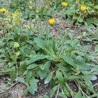 Kleines Habichtskraut (Hieracium pilosella) Bio Saatgut