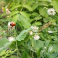 Kleines Habichtskraut (Hieracium pilosella) Bio Saatgut