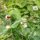 Kleines Habichtskraut (Hieracium pilosella) Bio Saatgut