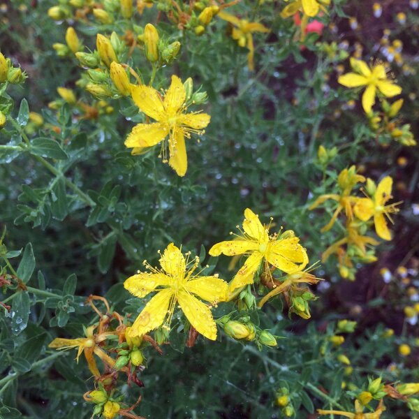 Johanniskraut Bio Samen - Hypericum perforatum