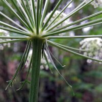 Meisterwurz (Peucedanum ostruthium) Bio Saatgut