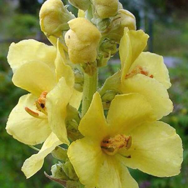 Großblütige Königskerze (Verbascum densiflorum) Bio Saatgut